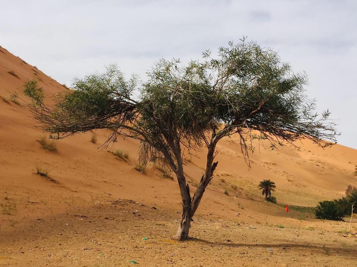 Desert Camel Trekking Camp メルズーガ エクステリア 写真